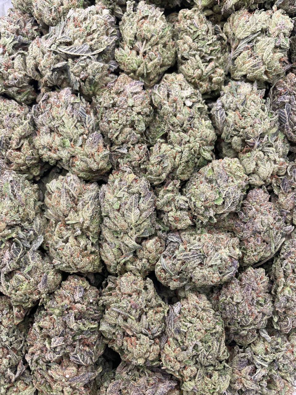 #PE8B ⛽️ Master Kush 🎓