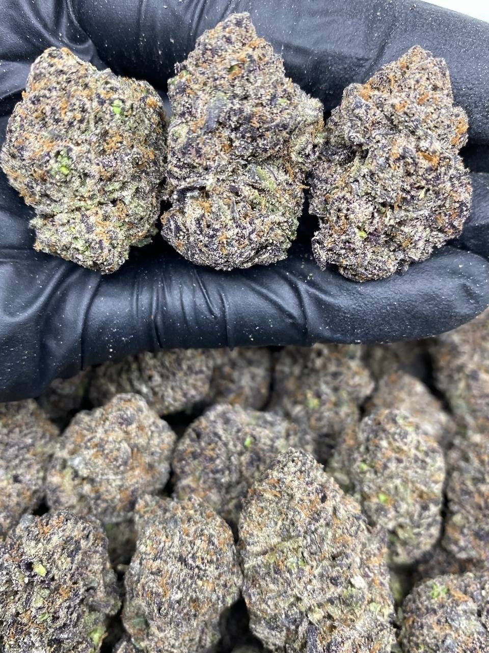 BLACK CHEMLATTO