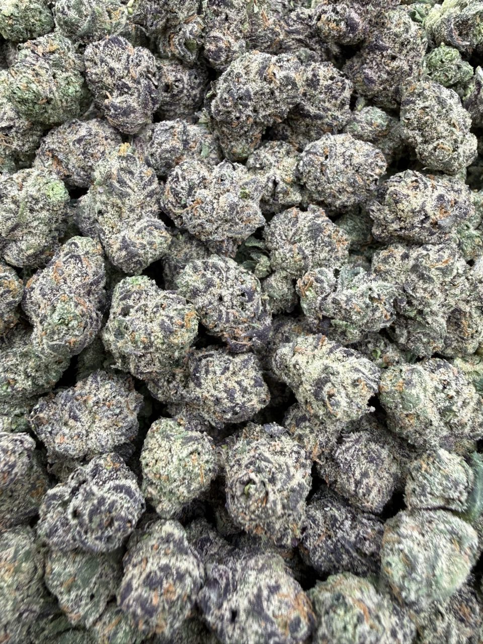 #3057 Gelato Runtz sm