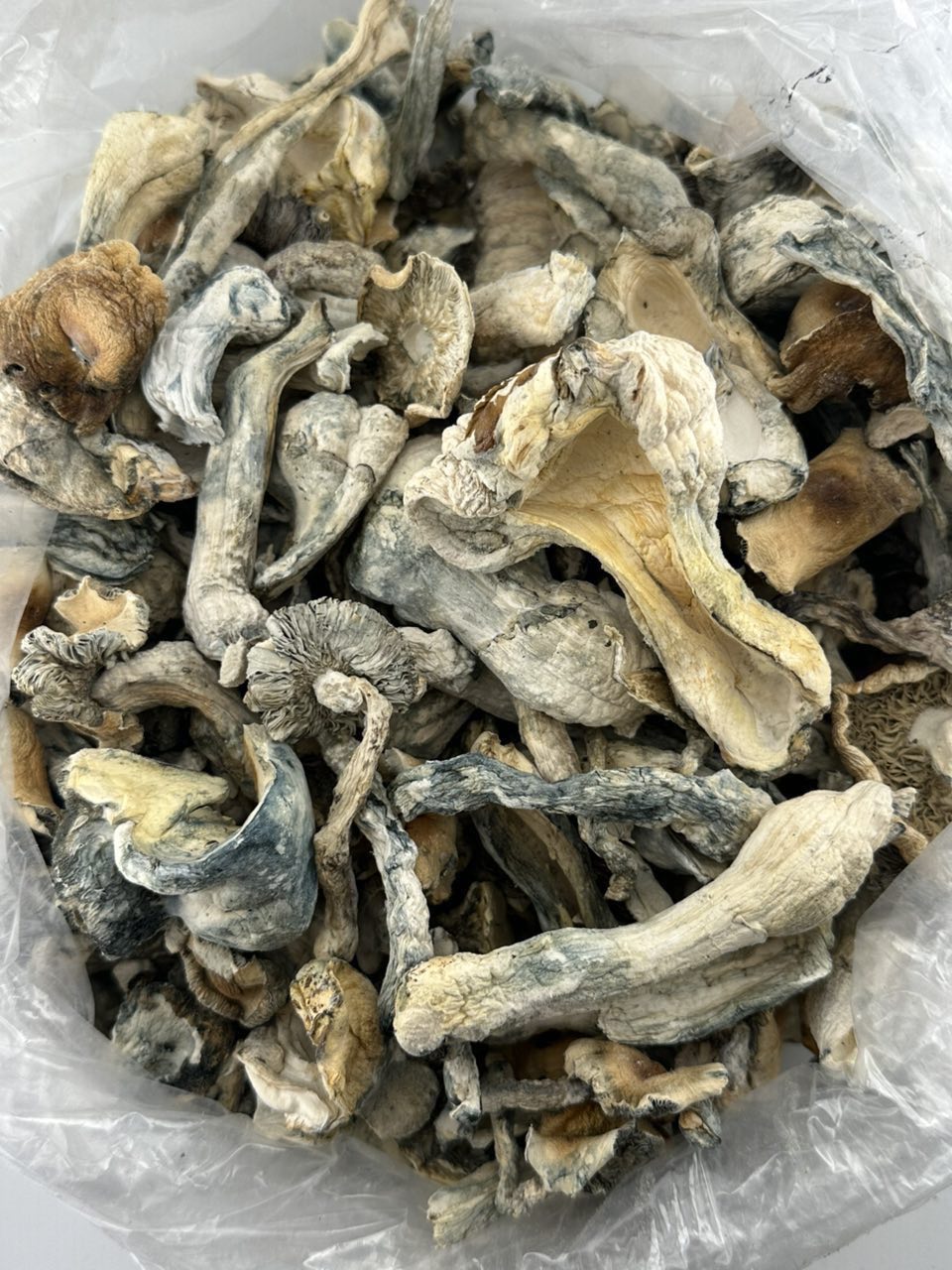 Shrooms $450

Golden Teacher

Albino Envy

Blue Meanies