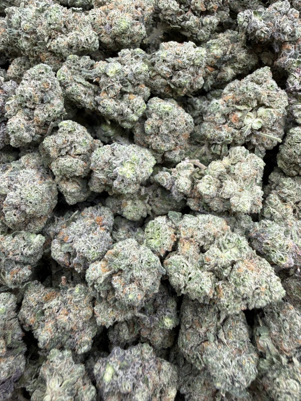#3058 White Lotus