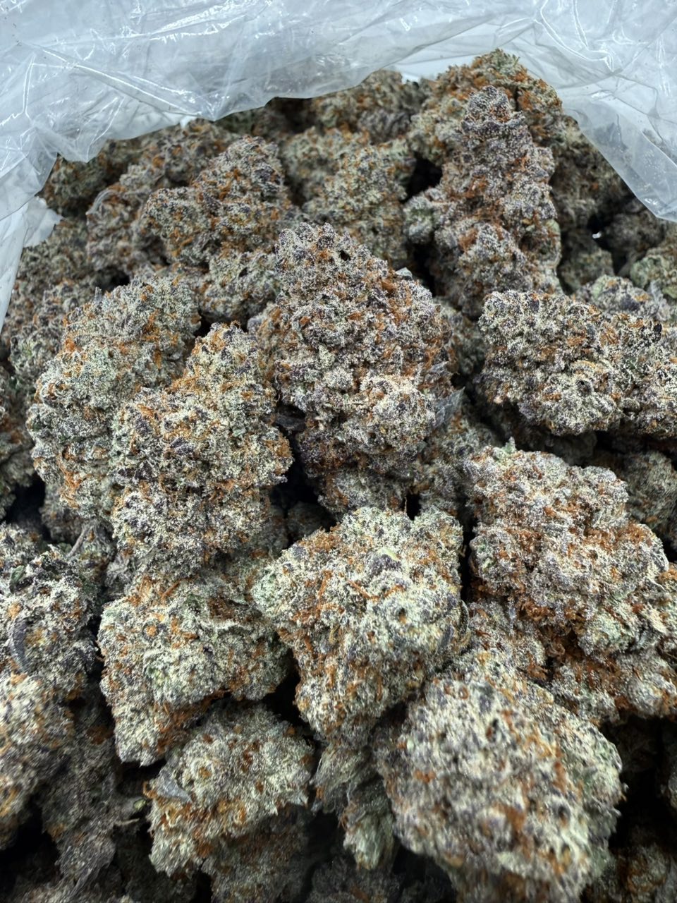 Purple Gelatti