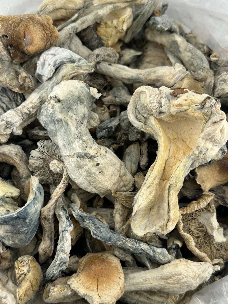 Shrooms $450

Golden Teacher

Albino Envy

Blue Meanies