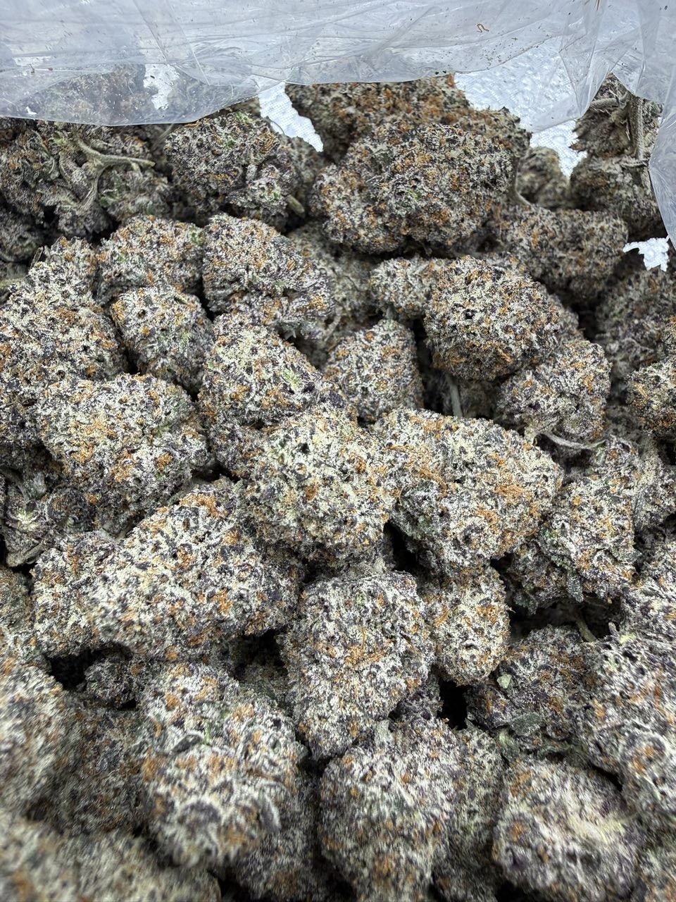 Purple Gelatti
