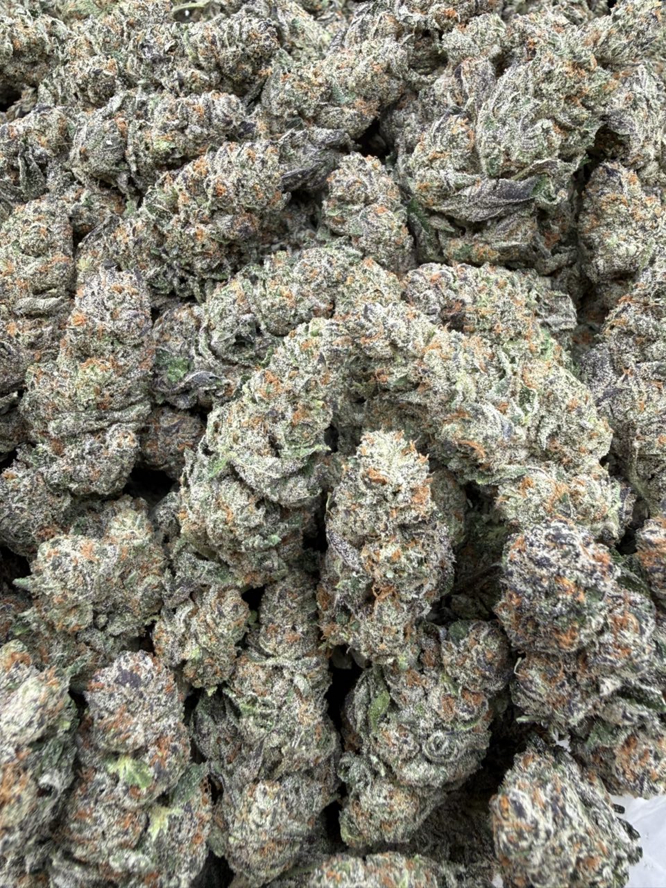 #3072 Cali Sherb